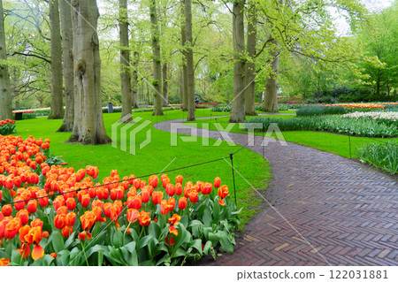 Rows of tulip flowers Rows of tulip flowers 122031881