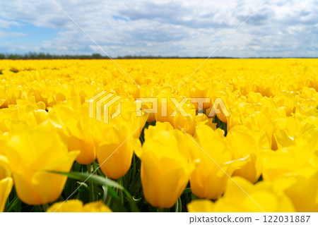 Dutch yellow tulip fields in sunny day 122031887