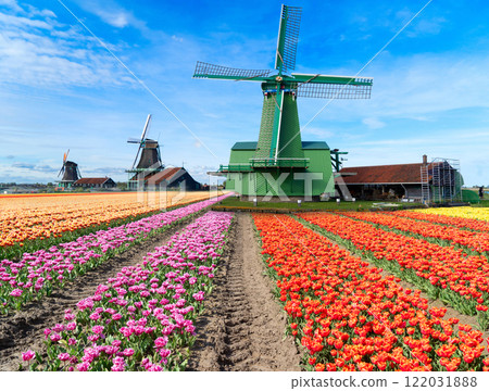 one dutch windmill over tulips 122031888