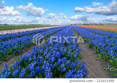 Dutch yellow tulip fields in sunny day 122031890