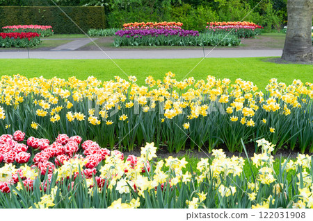 daffodils in spring garden 122031908