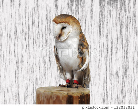 Barn owl on a stump, sideways Barn owl on a stump, sideways 122032031