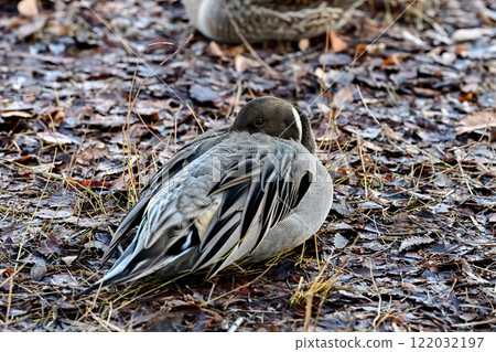 Waterfowl, Anatidae, Anas, Pintail Waterfowl, Anatidae, Anas, Pintail 122032197