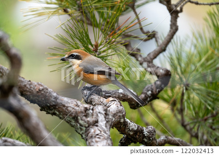 Kyoto Prefecture, Home Garden, Shrike, Black Pine 122032413