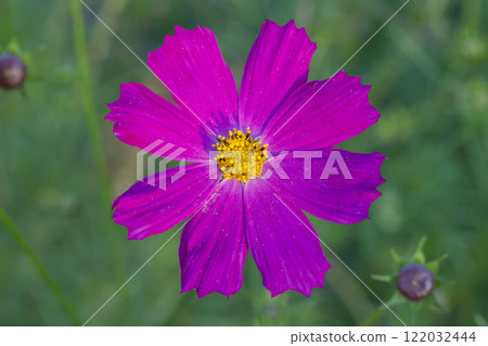 Pink cosmos garden flower on green background 122032444