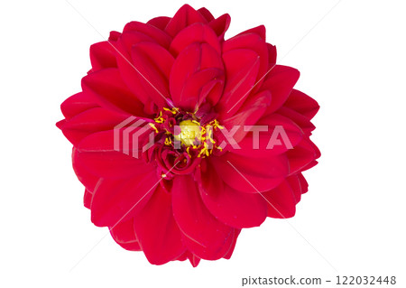 A beautiful red plant. Close-up zinnia flower on a white background. 122032448