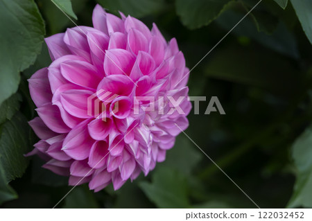 Beautiful pink flower close-up on a green background. Beautiful pink flower close-up on a green background. 122032452