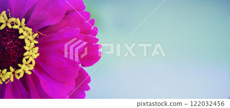 Beautiful pink flower with a yellow core close-up on a green background. 122032456