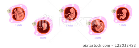Human Embryo Month Development Stages Medical Infographic Element Vector Set 122032458
