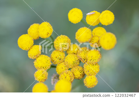 Yellow flowers of the medicinal plant tansy close-up. Natural background. 122032467