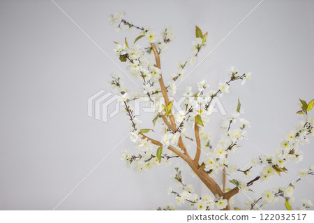 Branch of a tree blossoming with white flowers on a gray background. 122032517