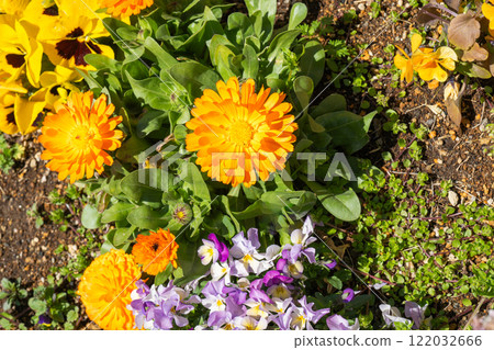 Yellow marigolds blooming in the spring sunshine 122032666