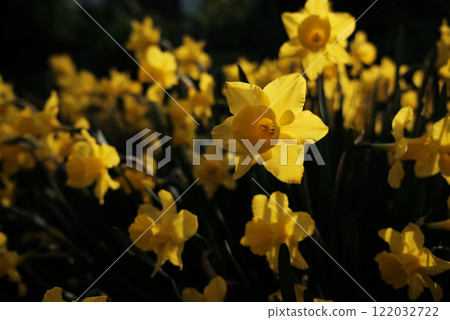 水仙花花 122032722