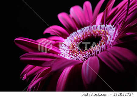 close up of gerbera flower 122032724