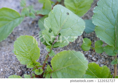 蘿蔔葉上的害蟲 122032727