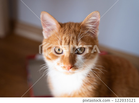 Portrait of a cat with red and white fur. Life of a domestic cat. Care and feeding. Portrait of a cat with red and white fur. Life of a domestic cat. Care and feeding. 122033121