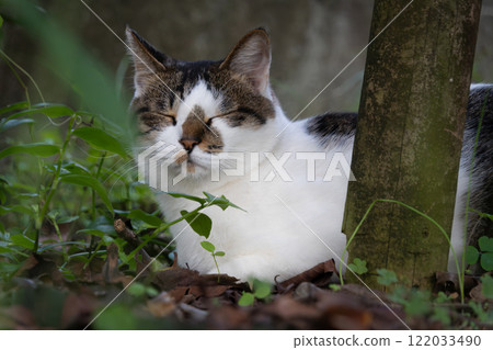 Stray cats with tabby and brown patterns looking angry and turning away 122033490