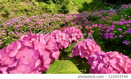 開滿粉紅色繡球花的繡球花園(愛知縣蒲郡市片原溫泉繡球花村) 開滿粉紅色繡球花的繡球花園(愛知縣蒲郡市片原溫泉繡球花村) 122033540