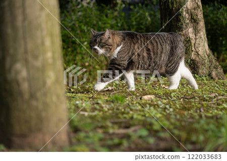 一隻圓臉、短尾巴、腳像襪子和白雉的流浪貓，在森林的樹林裡行走。 122033683