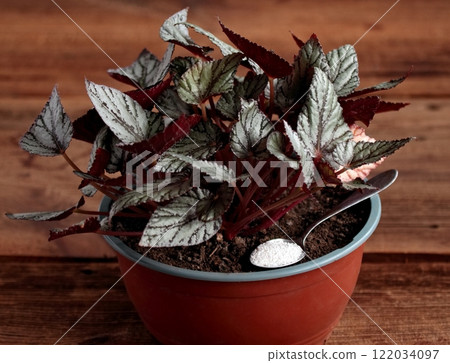 Rex begonia in a pot fertilized with crushed eggshells. Rex begonia in a pot fertilized with crushed eggshells. 122034097
