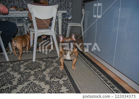 Funny face of a French bulldog. Square shapes of a French bulldog with a wild character. 122034373