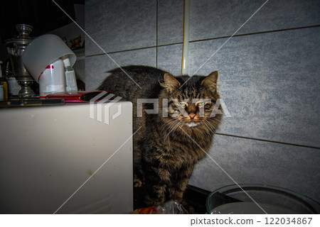 Sleepy cat at home. Beautiful domestic cat under the camera flash. Sleepy cat at home. Beautiful domestic cat under the camera flash. 122034867