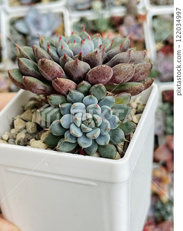 Echeveria Green Surf houseplant Succulent rosette in white plastic pot, succulent propagation 122034997