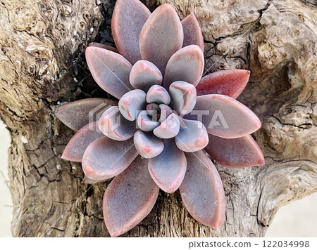 Purple color rosette of Echeveria Sugar Jelly on old wooden background Purple color rosette of Echeveria Sugar Jelly on old wooden background 122034998