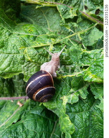 Snail eating burdock leaf. Snail invasion in the garden 122035136