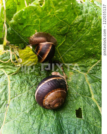 Snails eating burdock leaf. Snail invasion in the garden Snails eating burdock leaf. Snail invasion in the garden 122035137
