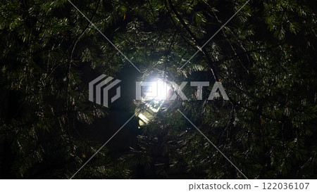 Street lamp in the park at night, light through the foliage of trees 122036107