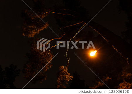 Street lamp in the park at night, light through the foliage of trees 122036108
