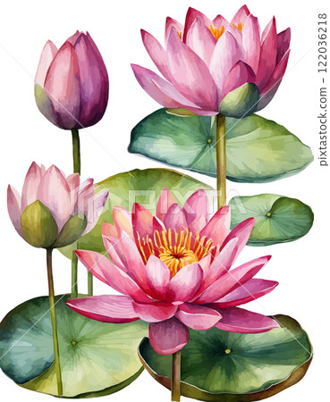 Water lilies or lotuses watercolor, Painting Art of flowers on water Water lilies or lotuses watercolor, Painting Art of flowers on water 122036218