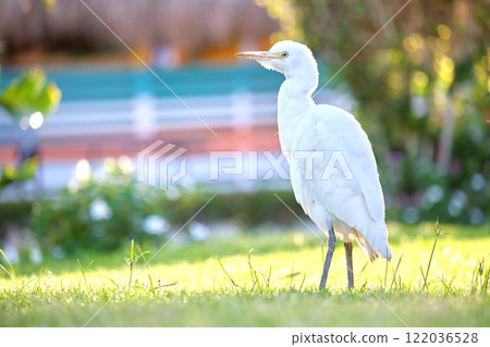 White cattle egret wild bird, also known as Bubulcus ibis walking on green lawn in summer White cattle egret wild bird, also known as Bubulcus ibis walking on green lawn in summer 122036528