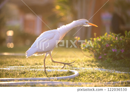 White cattle egret wild bird, also known as Bubulcus ibis walking on green lawn in summer 122036530