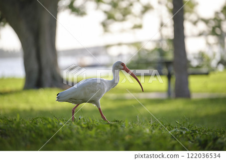 White ibis wild bird, also known as great egret or heron walking on grass in town park in summer 122036534