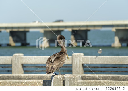 Wild pelican water bird perching on harbor railing in Florida. Wildlife in Southern USA Wild pelican water bird perching on harbor railing in Florida. Wildlife in Southern USA 122036542
