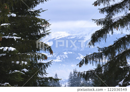 Winter landscape with dark spruse trees of snow covered forest in cold mountains 122036549