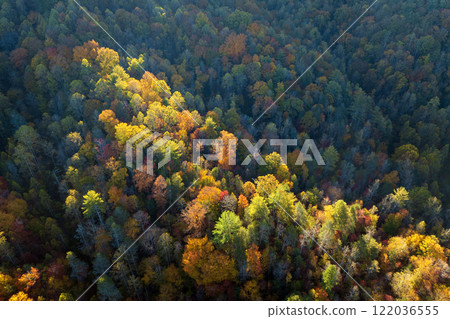 Yellow tree canopies in fall season woods. Colorful lush forest in autumn. Landscape of autumnal wild nature Yellow tree canopies in fall season woods. Colorful lush forest in autumn. Landscape of autumnal wild nature 122036555