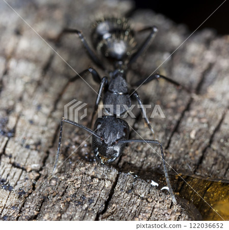 big forest ants in a native habitat 122036652
