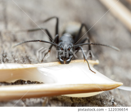 big forest ants in a native habitat 122036654