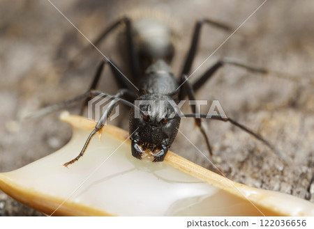 big forest ants in a native habitat big forest ants in a native habitat 122036656