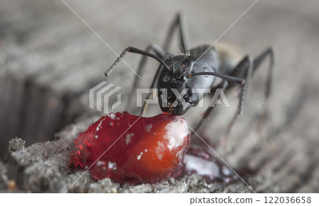 big forest ants in a native habitat big forest ants in a native habitat 122036658