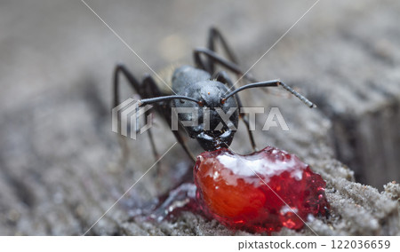 big forest ants in a native habitat big forest ants in a native habitat 122036659