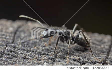 big forest ants in a native habitat 122036662