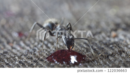 big forest ants in a native habitat 122036663