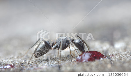 big forest ants in a native habitat 122036664