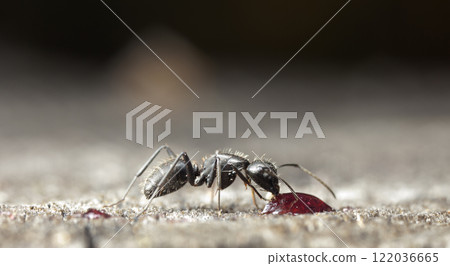 big forest ants in a native habitat 122036665