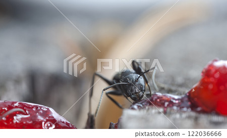 big forest ants in a native habitat 122036666