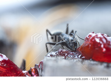 big forest ants in a native habitat big forest ants in a native habitat 122036668